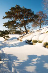 snowy path snow-covered-rounded-boxwood